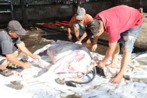 Bapenda Makassar Sembelih Empat Hewan Kurban di Hari Raya Idul Adha 1444 Hijriah