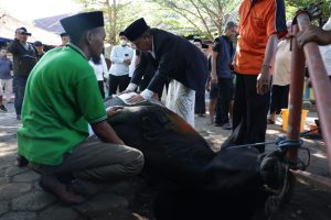 Wali Kota Makassar Berkurban Usai Salat Idul Adha 1444 Hijriah