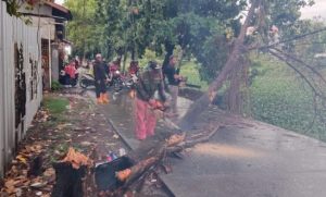 Gerak Cepat Satgas Panakkukang, Sterilisasi Pohon Tumbang di 2 Lokasi Berbeda
