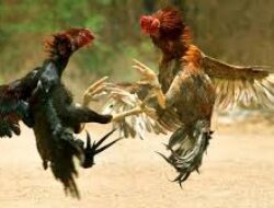GEMAH Beberkan Dugaan Pemerasan Oknum Anggota DPRD DKI untuk Judi Sabung Ayam