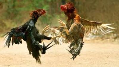 GEMAH Beberkan Dugaan Pemerasan Oknum Anggota DPRD DKI untuk Judi Sabung Ayam 