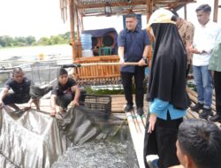 Panen Perdana di Maccini Sombala, Wali Kota Makassar Harap Budidaya Ikan Berkelanjutan di Makassar