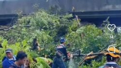 Waspada Pohon Tumbang di Makassar, Warga Diminta Hubungi DLH Lewat Nomor Ini