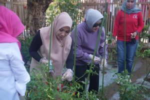 Indira Yusuf Ismail-Pj Ketua TP PKK Sulsel Panen Sayur di Lorong PKK Makassar