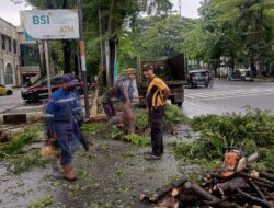 102 Pohon Tumbang Terjadi di Periode Januari, DLH Sebut Wilayah Tengah Kota Makassar Daerah Rawan